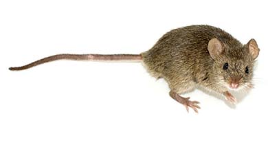 raton.jpg