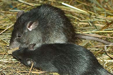 rattus-rattus_rata-negra.jpg