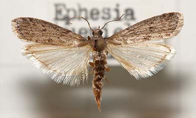 ephestia--polilla-gris-de-la-harina.jpg