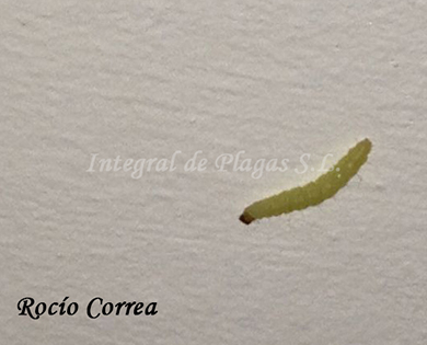 gusano-de-la-harina-_ephestia.jpg