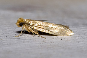 polilla-comn-de-la-ropa.jpg
