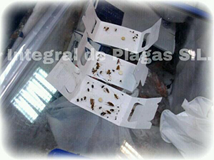 cucarachas-1.jpg
