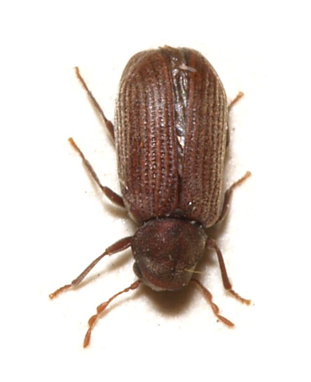 Anobium.punctatum carcoma