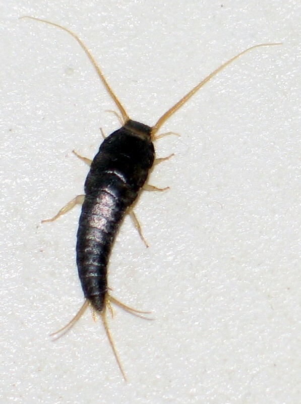 Lepisma saccharina 3