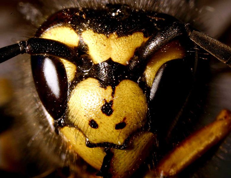 Vespula germanica01