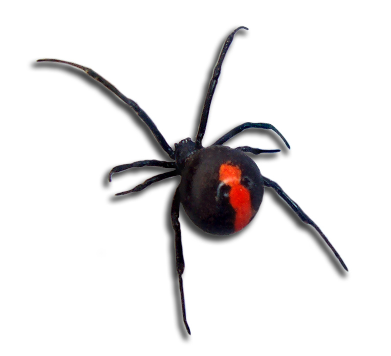 aranas