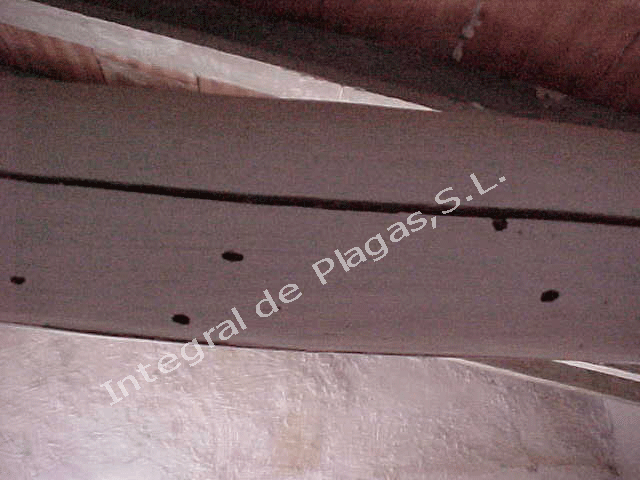 ataques de capricornio en vigas