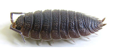 cochinilla