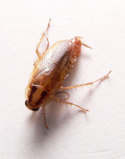 cucaracha alemana