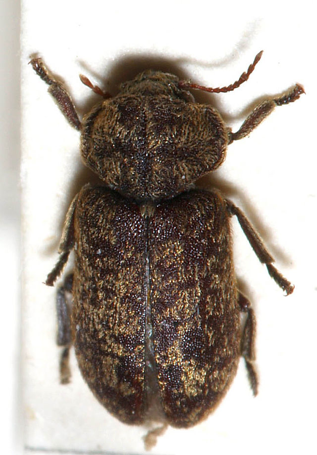 esc. reloj muerte Xestobium rufovillosum