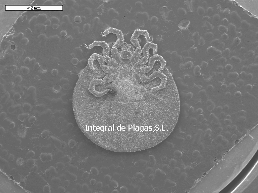 garrapata microscopio