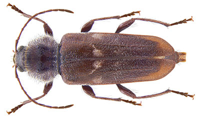 hylotrupes bajulus carcoma grande